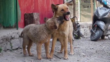 Uttarakhand 'ın muhteşem cazibesi, anne bir köpekle sevimli yavrusu arasındaki iç açıcı oyuna tanıklık ediyor. Hindistan 'da saf köpek sevincini yakalamak.