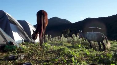 A horse approaching tents in the camping area. campsite in the foothills of Himalayas, Uttarakhand India.