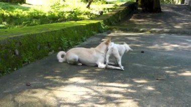 Uttarakhand 'ın muhteşem cazibesi, anne bir köpekle sevimli yavrusu arasındaki iç açıcı oyuna tanıklık ediyor. Hindistan 'da saf köpek sevincini yakalamak.