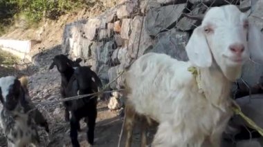Himalaya Tahr, Evcil Keçi (Capra aegagrus hircus). Uttarakhand kırsalında canlı Himalaya dağ keçileri. Çiftlik hayvanları sahnesi.