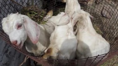 Kırsal bir köyde, Himalayalar 'da, yuvarlak bir çitin içindeki küçük beyaz keçi çocukları. Uttarakhand Hindistan.