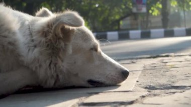 Oyuncak Hareketli Beyaz Sokak Köpeğinin Sinematik Yakın Çekimi, Yere Pençeler Yerleştirildi. Uttarakhand, Hindistan 'da Bir Yol Kenarı Duygusal Anı.