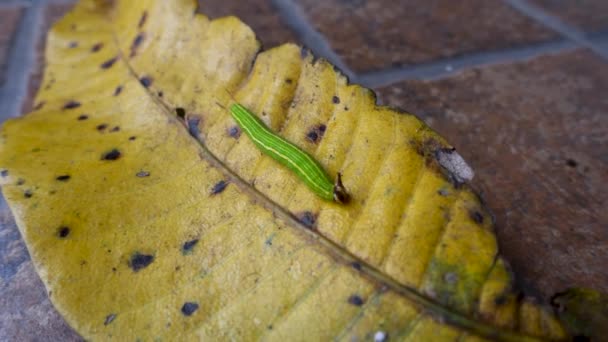Close Shot Melanitis Leda Common Evening Brown Caterpillar Crawling Leaf — Stok video
