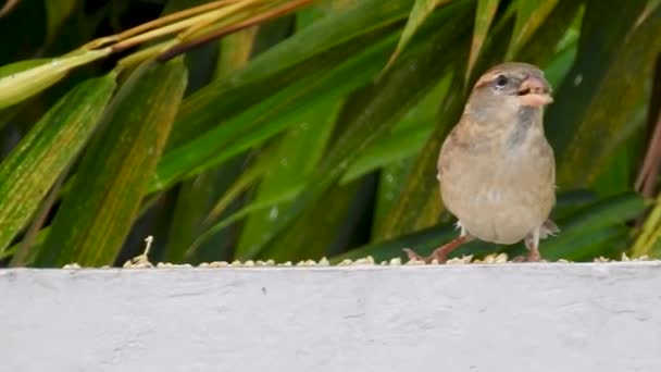 Female House Sparrow Passer Domesticus Eating Grains Wall Cinematic Close — Stock Video