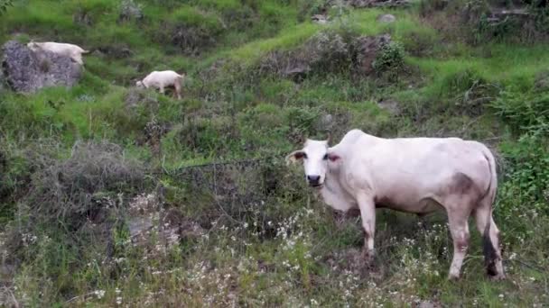Tiro Isolado White Indian Badri Vaca Região Superior Himalaia Uttarakhand — Vídeo de Stock
