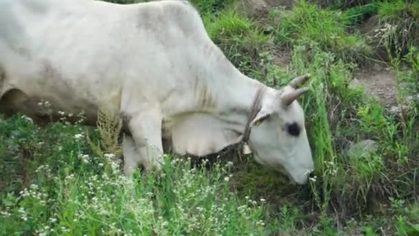 Изолированный Снимок Белой Индийской Коровы Badri Верхнем Гималайском Регионе Уттаракханд — стоковое видео