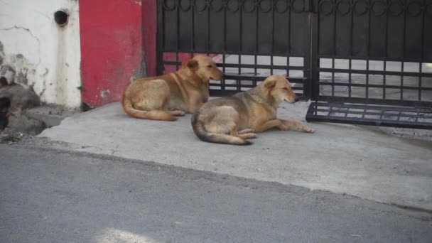 インドのコンクリート道路に座っているブラウンインドのパリア野良犬のカップル デフラダン ウッタラーカンド インディア — ストック動画