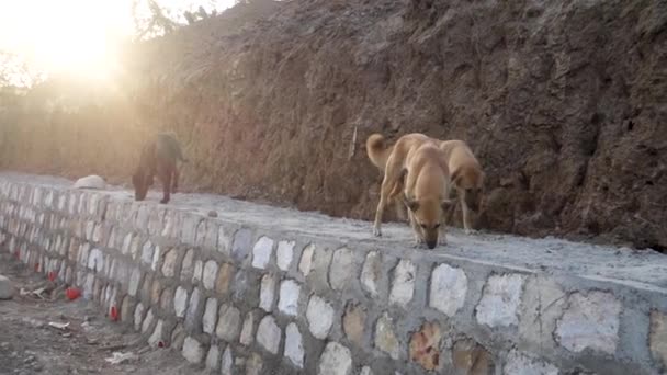 Dehradun Uttarakhand India Een Groep Zwerfhonden Die Een Stenen Muur — Stockvideo