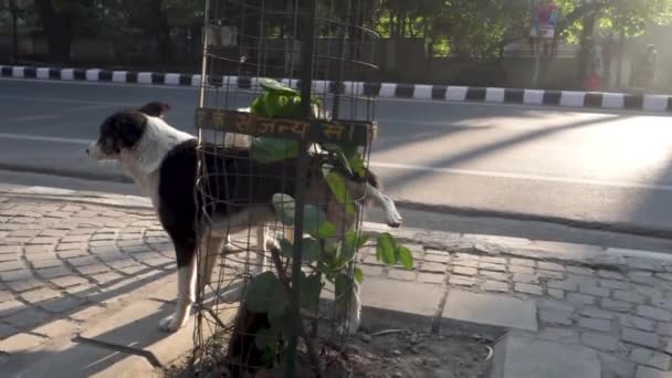 Dehradun Uttarakhand Hindistan Taş Duvarda Duran Bir Grup Sokak Köpeği — Stok video