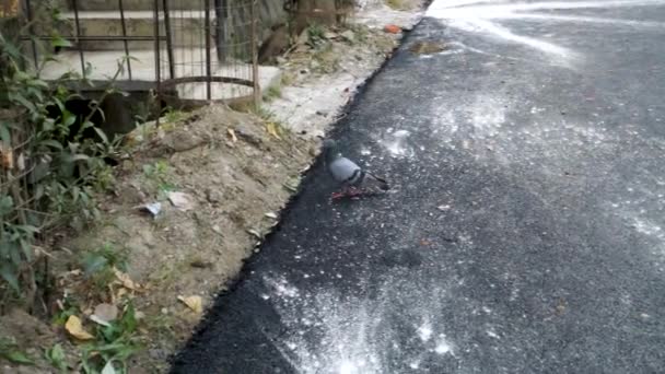 Urban Wildlife Pigeon Wandering Dehradun Road Uttarakhand Indie Autentické Záběry — Stock video