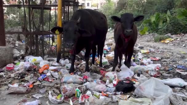 Uttarakhand India Mars 2022 Kor Äter Sopor Fulla Med Plast — Stockvideo