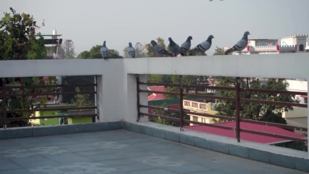 Flock Pigeons Terrace Looking Same Direction Uttarakhand India — Stock Video