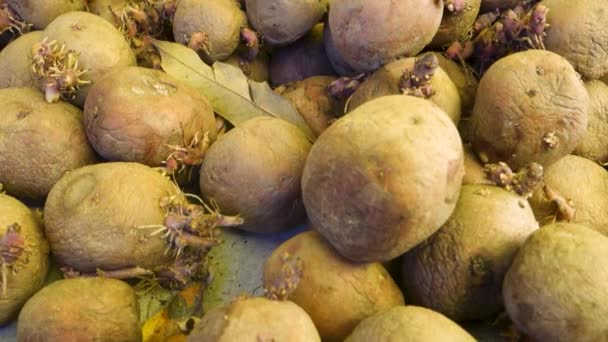 Vibrant Organic Red Pink Potatoes Himachal Pradesh India Distinctive Red — Stock Video