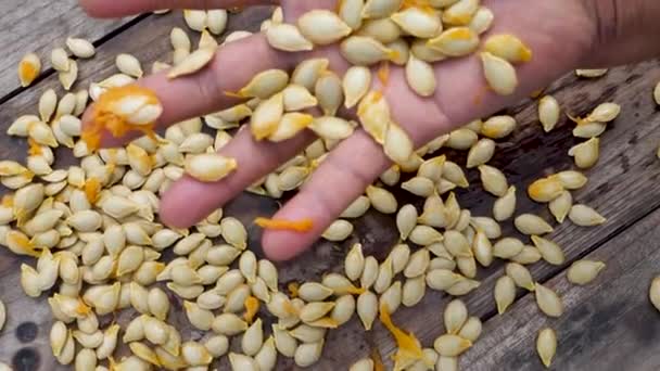 Крупный План Тыквенных Семян Семена Тыквы Упакованные Питательные Вещества Богатые — стоковое видео
