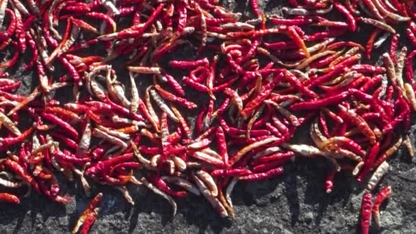Eine Nahaufnahme Von Getrockneten Roten Langen Chilischoten Chili Spornpfeffer Roter — Stockvideo