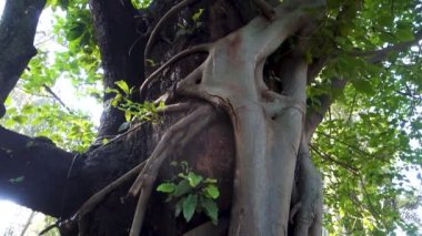 Boğucu İncir Ağacı. Bu ağaç etrafını sarar ve bir ev sahibi ağaç olarak büyür. Sonunda ev sahibini yutar ve öldürür. Uttarakhand Hindistan.