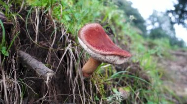 Russula Mantarı 'nın çeşitli türleri bir ağaç tabanından ortaya çıkıyor. Hindistan 'ın Kuzey Himalaya bölgesi.