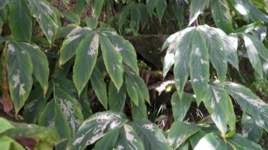 Himalaya Flora: Hindistan 'ın Uttarakhand Ormanlarında Tacca Bitkisi Yaprakları.