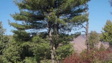 Hindistan 'ın Uttarakhand kentindeki açık mavi gökyüzünün altında el değmemiş Himalaya arkaplanına meyve asan yemyeşil yapraklı uzun çam ağaçları.