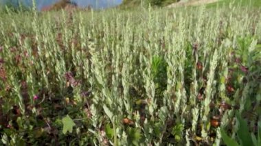 Himalaya çayırlarında, Uttarakhand, Hindistan 'da Verbascum thapsus, büyük mullein' in bol miktarda büyümesi.