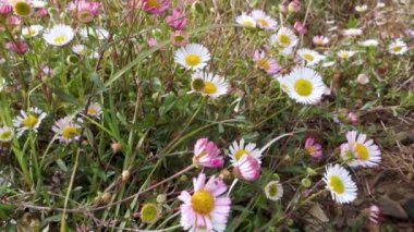 Leucanthemum vulgare, yaygın olarak öküz gözü papatya çiçekleri olarak bilinir Himalayalar 'ın tepelerinde çiçek açarlar. Uttarakhand Hindistan.