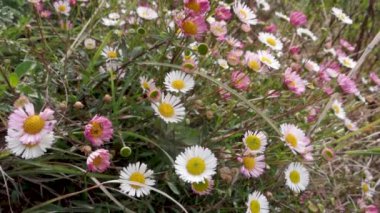Leucanthemum vulgare, yaygın olarak öküz gözü papatya çiçekleri olarak bilinir Himalayalar 'ın tepelerinde çiçek açarlar. Uttarakhand Hindistan.