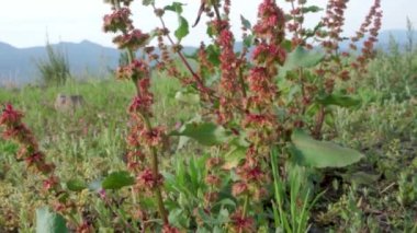Rumex Crispus 'un yakın plan çekimleri, Uttarakhand tepelerindeki kıvırcık liman bitkisi ve arka planda dağ manzaraları..