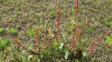 Rumex Crispus 'un yakın plan çekimleri, Uttarakhand tepelerindeki kıvırcık liman bitkisi ve arka planda dağ manzaraları..