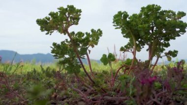 Euphorbia helioskoppia, güneş lekesi ya da deli kadın sütü Himalaya çayırlarında, Uttarakhand, Hindistan 'da yetişir..