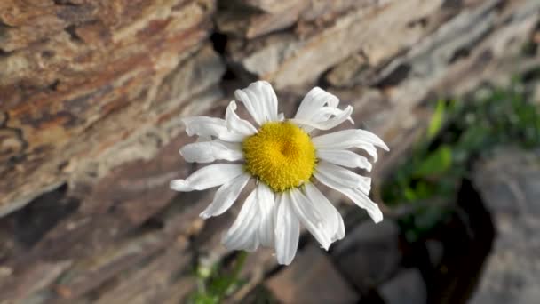 Bílé Sedmikrásky Leucanthemum Vulgare Plném Květu Himálajských Loukách Uttarakhand Indie — Stock video