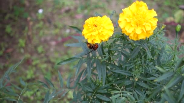 Yellow Orange Marigold Flowers Tagetes Bloom Indian Garden — ストック動画