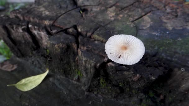 Pleated Inkcap Mushroom Emerging Wet Humid Wooden Stump Parasola Plicatilis — Stock Video