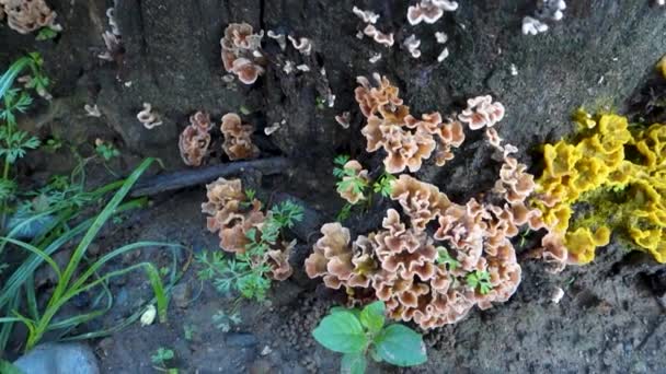 Sparassis Also Known Cauliflower Mushroom Emerging Base Wooden Stump Tree — Stock Video