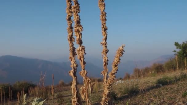 Verbascum Thapsus Gran Planta Muleína Región Del Himalaya Uttarakhand India — Vídeos de Stock