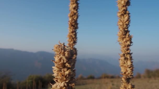 印度Uttarakhand喜马拉雅山地区的一个巨大的莫来林植物 Verbascum Thapsus — 图库视频影像
