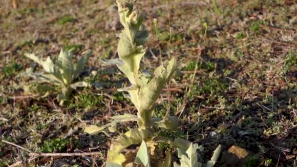 Verbascum Thapsus Gran Planta Muleína Región Del Himalaya Uttarakhand India — Vídeos de Stock