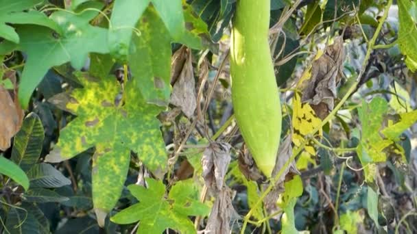 Vigne Ridge Gourd Torai Légume Populaire Utilisé Dans Cuisine Indienne — Video