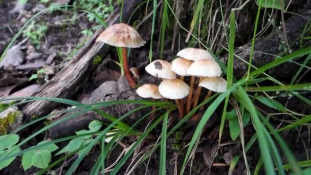 Gymnopus Cogumelo Crescendo Floresta Região Himalaia Índia — Vídeo de Stock