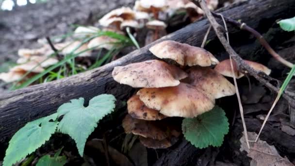 Honey Fungus Armillaria Mushroom Growing Forest Himalayan Region India — Stock Video