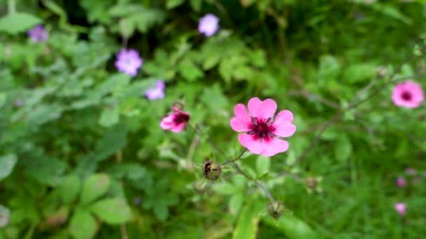 Cliché Haut Potentilla Nepalensis Ron Mcbeath Fleur Rose Isolée Forêt — Video