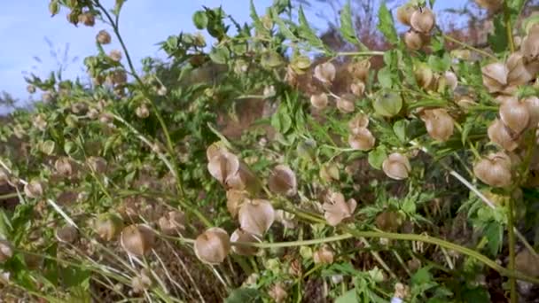 Nicandra Physalodes Významná Léčivá Rostlina Původem Uttarakhand Indii Patří Rodiny — Stock video