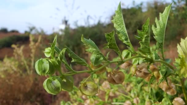 Nicandra Physalodes Uma Importante Planta Medicinal Nativa Uttarakhand Índia Pertence — Vídeo de Stock