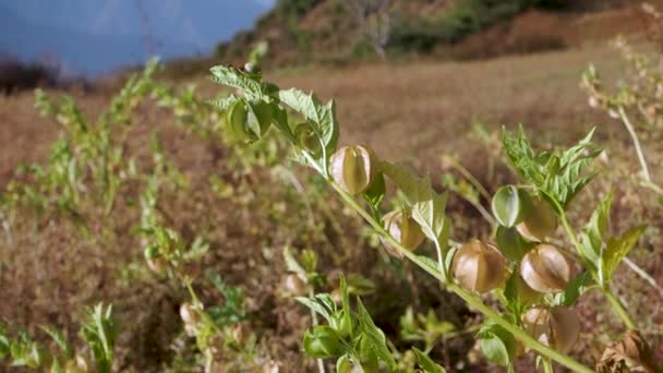 Nicandra Physalodes Une Plante Médicinale Importante Originaire Uttarakhand Inde Appartient — Video