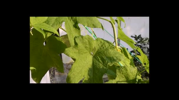 Ridge Gourd Torai Szőlő Népszerű Zöldség Amit Indiai Főzéshez Használnak — Stock videók