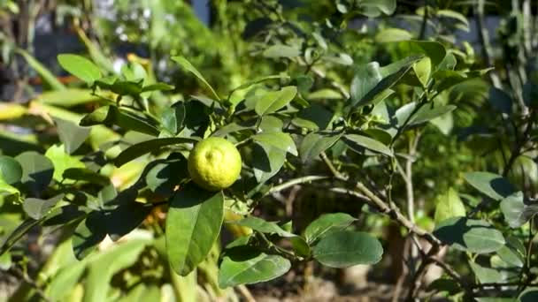 Djeruk Limau Umumnya Dikenal Sebagai Jeruk Atau Lemon Tergantung Pohon — Stok Video