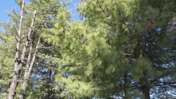 Hohe Kiefern Mit Sattgrünen Blättern Und Hängenden Früchten Vor Einer — Stockvideo