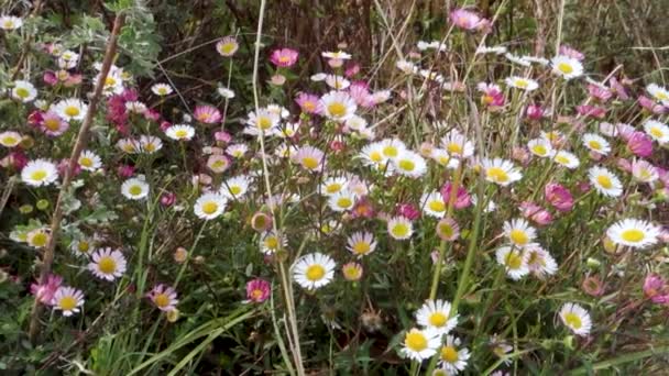 Leucanthemum Vulgare Yaygın Olarak Öküz Gözü Papatya Çiçekleri Olarak Bilinir — Stok video