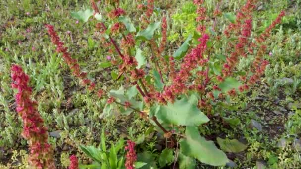 Κοντινό Πλάνο Του Rumex Crispus Σγουρό Φυτό Αποβάθρα Στους Λόφους — Αρχείο Βίντεο