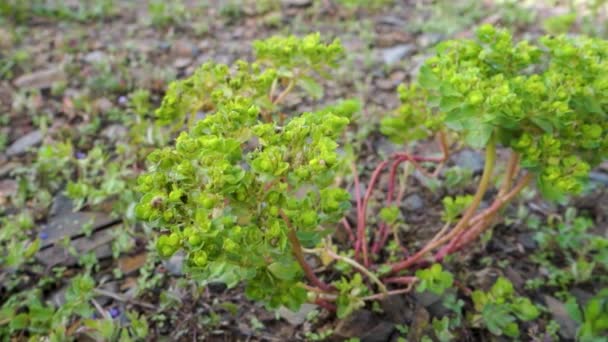 Euphorbia Helioscopia Zonovergoten Gekkenmelk Gedijt Himalaya Uttarakhand India — Stockvideo