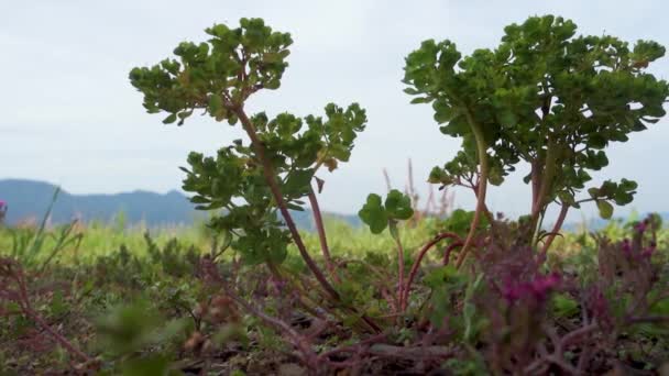 Euphorbia Helioscopia Zonovergoten Gekkenmelk Gedijt Himalaya Uttarakhand India — Stockvideo